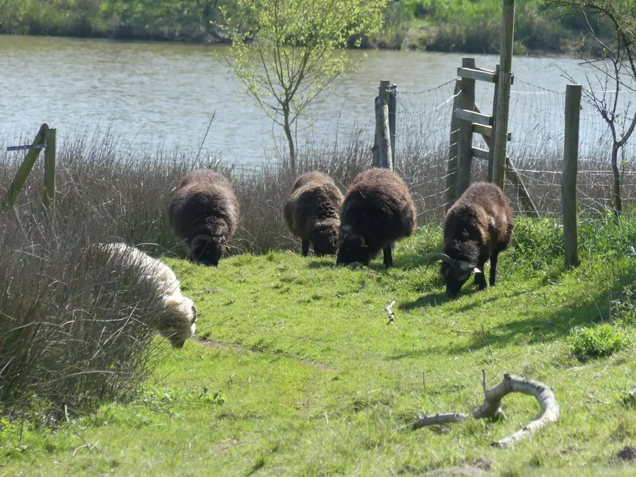 Moutons dans les prés