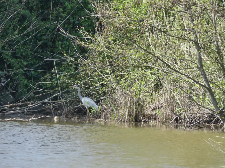 Hérons dans les marais
